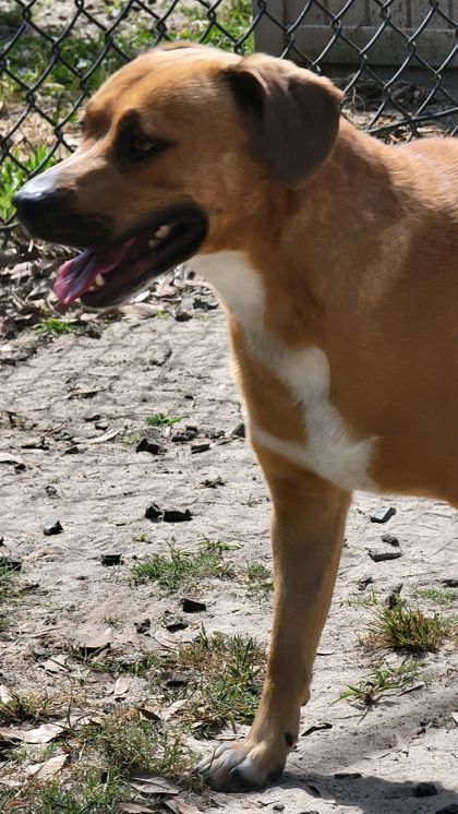 tyson