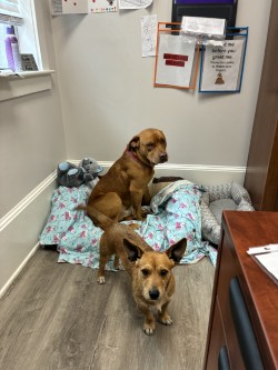 "Stone"Cold Steve Austin 2