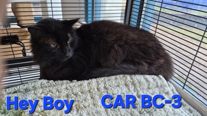Hey Boy ( FIV +) 2