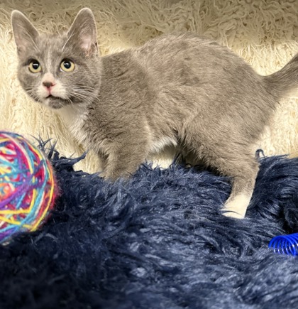 Cranberry @ PetSmart 2