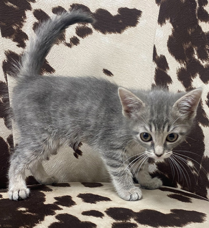 Kit Kat @ PetSmart 2