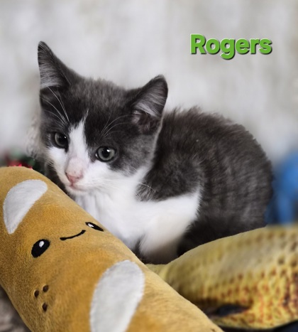 Rogers