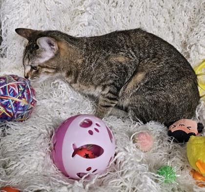 Charley @ PetSmart 3
