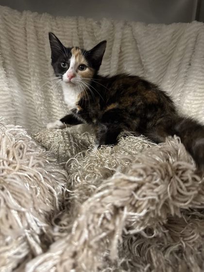 Spice @ PetSmart 3