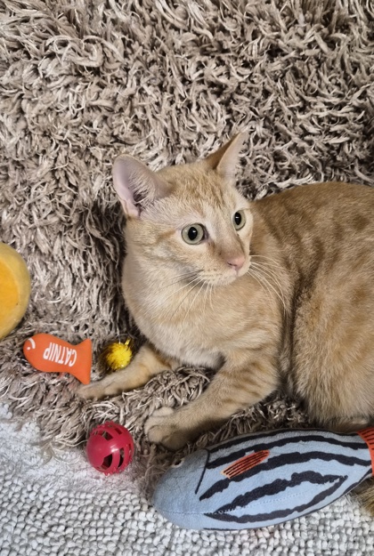 Jackson @ PetSmart 3