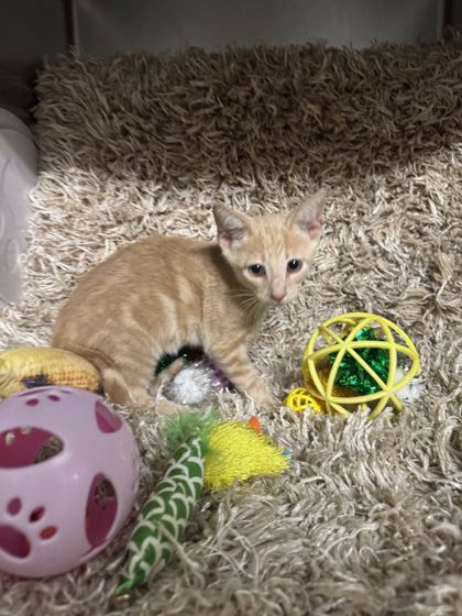 Estelle @ PetSmart 3