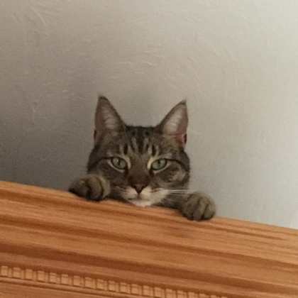 duke