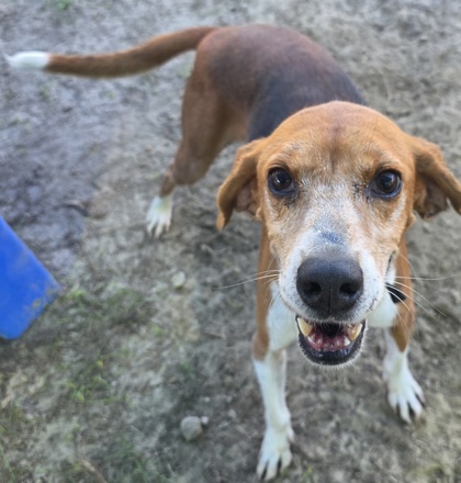 Shiloh (HW+ Treatment Sponsored) 3