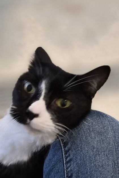 Sammy 2