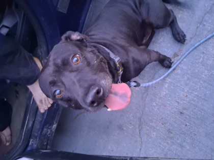 blu boy