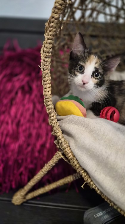 Tesla @ PetSmart 2