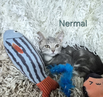 Nermal @ PetSmart
