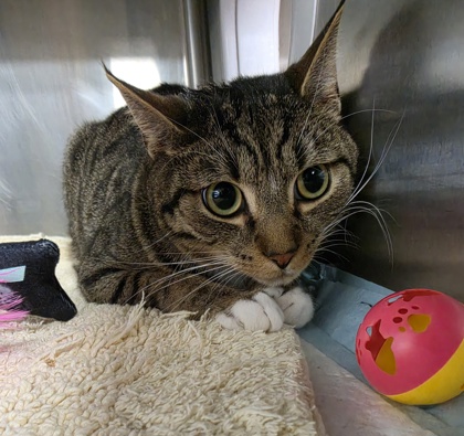 Rhett @ PetSmart-Conway 2