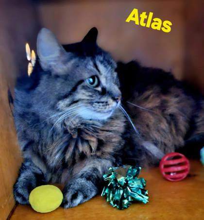 Atlas @ PetSmart