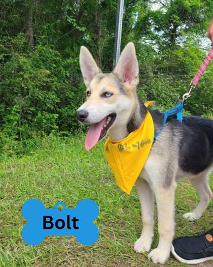 Bolt 2