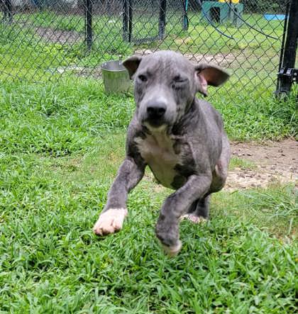 Blue (Demodex+)