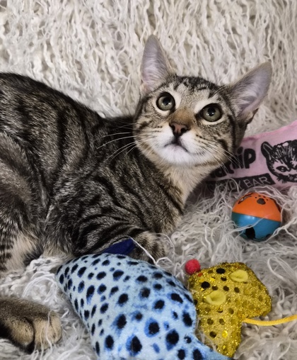 Ainsley @ PetSmart 3