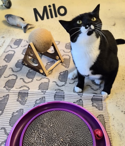 Milo