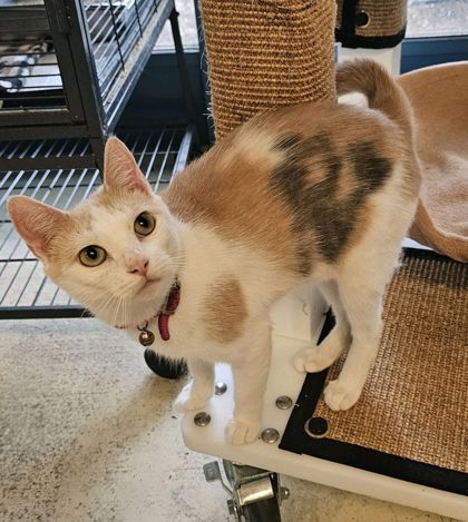 Mishka @ PetSmart