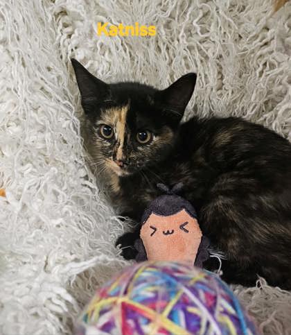 Katniss
