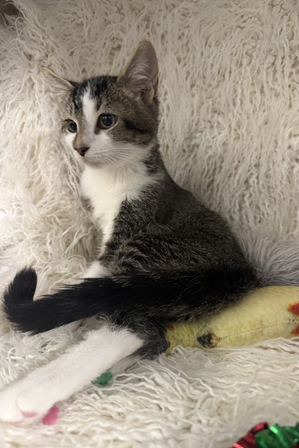 Tenor 2
