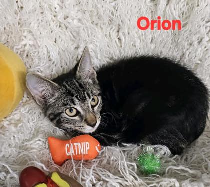 Orion 3