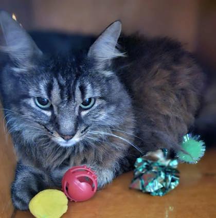 Atlas @ PetSmart 2