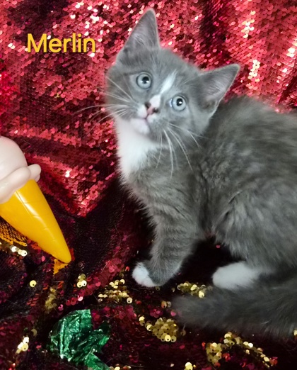 Merlin