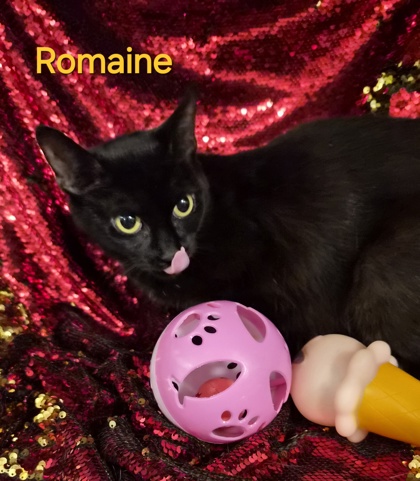 Romaine