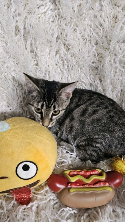 Sophie @ PetSmart 2