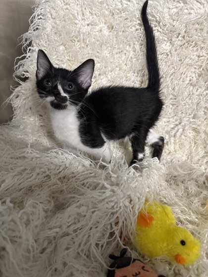 Skar @ PetSmart 3