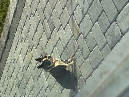 Manchas