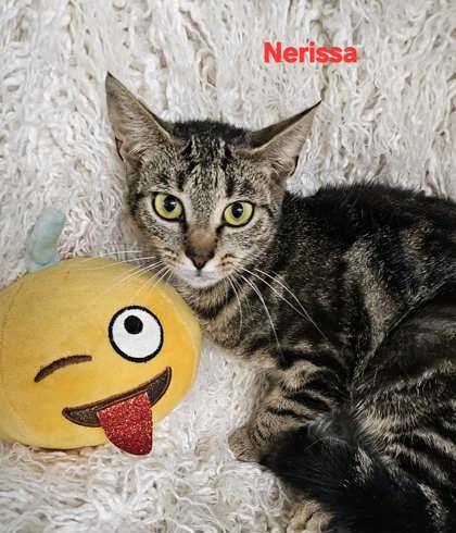 Nerissa 2