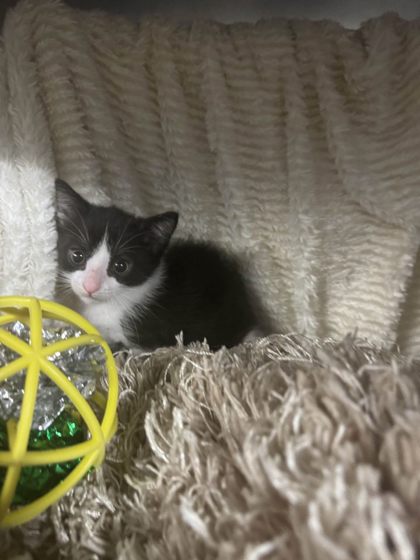 Blake Shelton (@PetSmart)