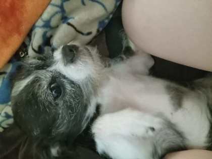 Oreo 2