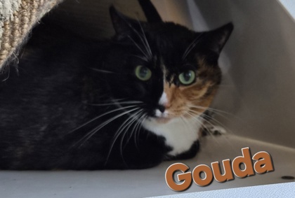 Gouda