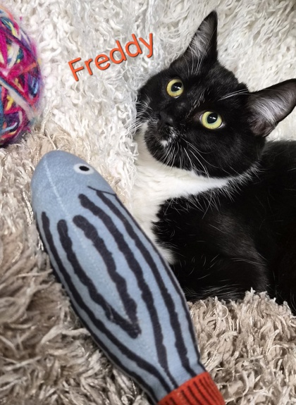 Freddy