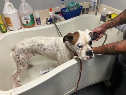 Dog 4 2