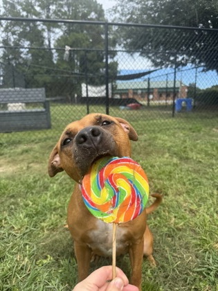 Candy