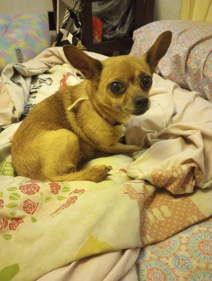 coco
