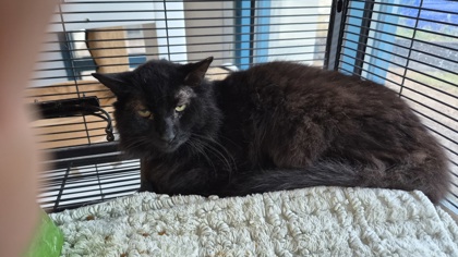 Hey Boy ( FIV +)