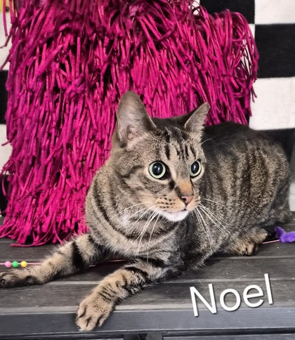 Noel