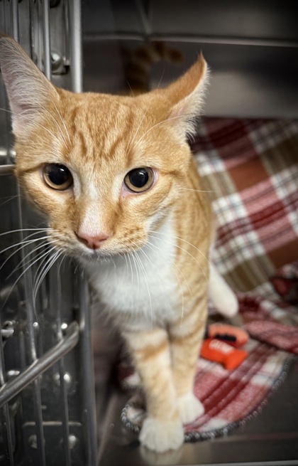 Frakenstein @ PetSmart