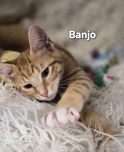 Banjo