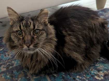 smokey - aka pretty girl