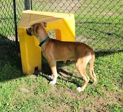 Bailey   (Green Collar) 2