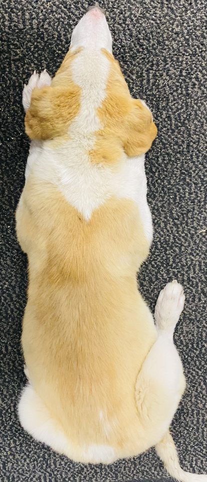 Obie 2