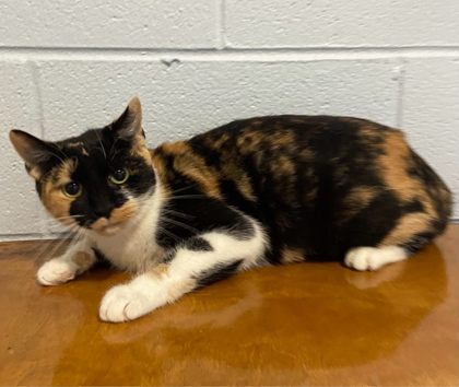 Lily @ PetSmart 2