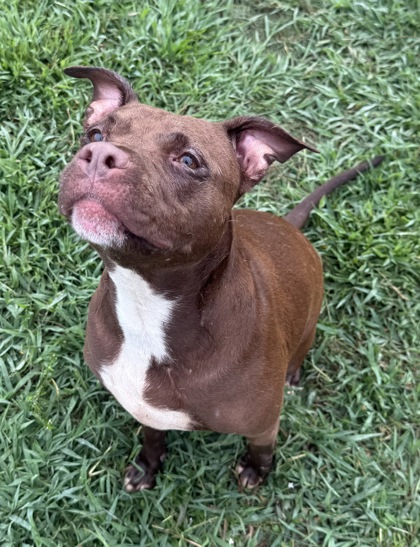 Nova