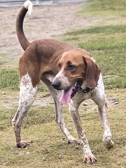 Caspian